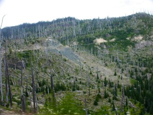 Trees like toothpicks